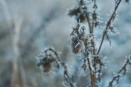 Hoarfrost on a burdock.の写真素材