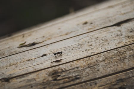 The ant runs on a log.の写真素材