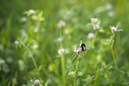 Bee collects honey.