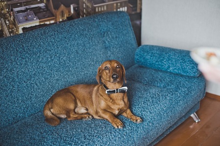The dog is resting on the couch.の写真素材
