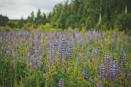 Lupine field before the woods.の写真素材