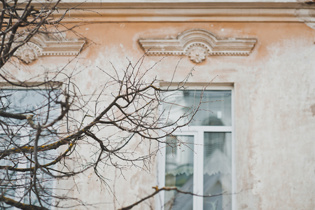 Branch without leaves near the window.の写真素材