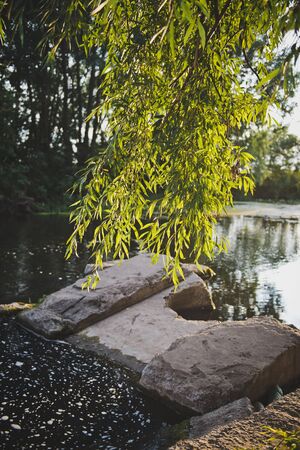 The branches of the willow in the sunset near the shore.の写真素材