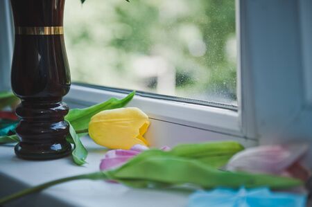 Tulips on the windowsill.