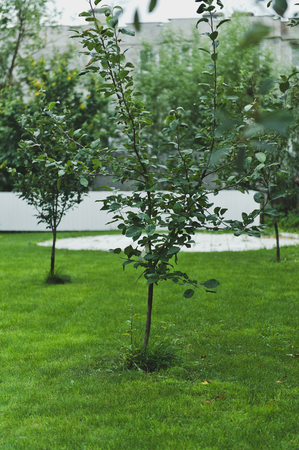Beautiful green lawn with trees.
