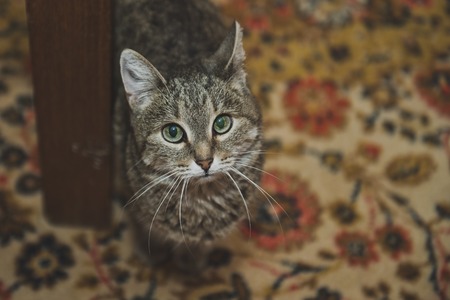 Spotted cat posing for the camera.の写真素材