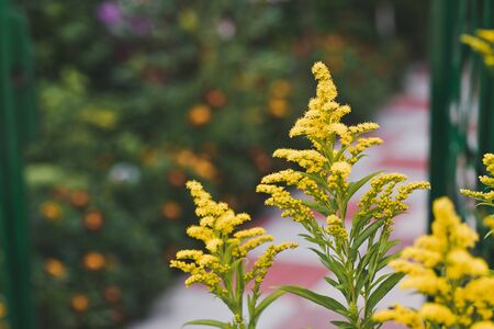 Plant goldenrod in bloom.の写真素材