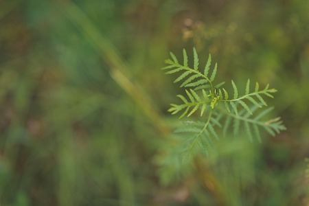 Flowering summer meadow grass in the blur.の写真素材