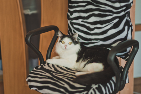 Cat took the masters chair.の写真素材