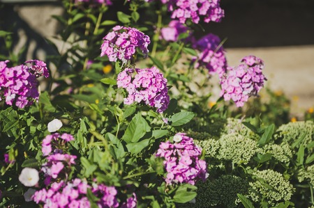 Shrub with groups of flowers.の写真素材