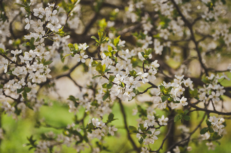 White cherry blossoms in the spring.の写真素材