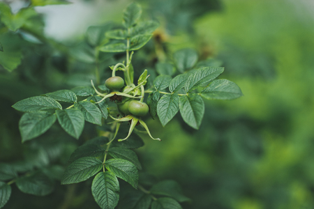 Unripe berries of wild rose.の写真素材