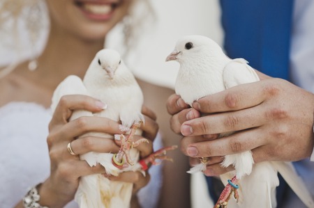 Two white pigeon in the hands of the newlyweds.の写真素材