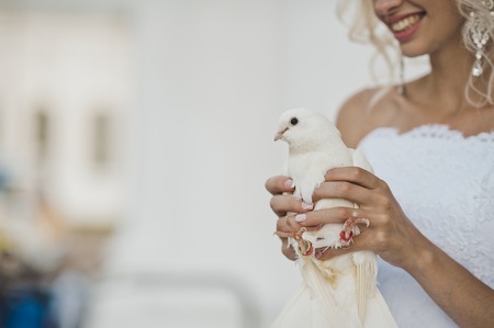 White dove in the hands of a dove.の写真素材