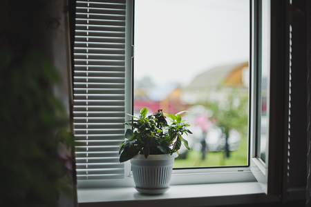 Flowers in a pot on the windowsill.の写真素材