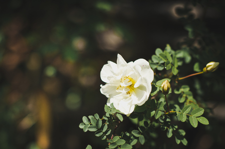White flower shrub on a branch.の写真素材