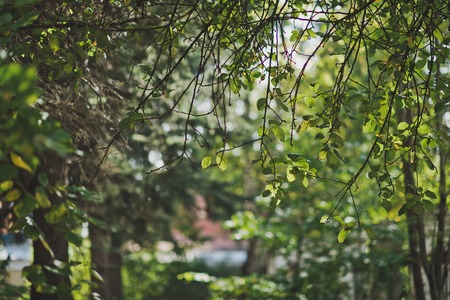 Overhanging branches of trees.