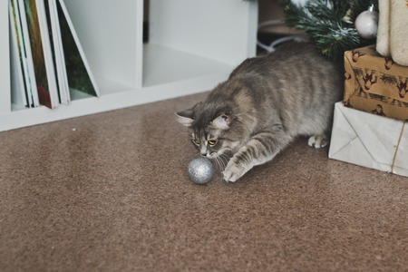 Fluffy cat among the Christmas toys.の写真素材