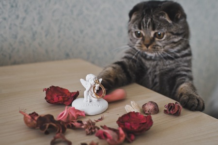 Persian cat with curiosity looks at the table.の写真素材