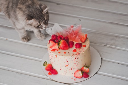 The cat sniffs the cake from cream.の写真素材
