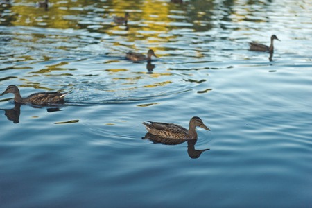 Duck flock on a walk.の写真素材