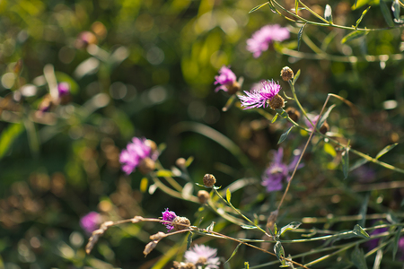 Rosemary blooms purple flowers.の写真素材