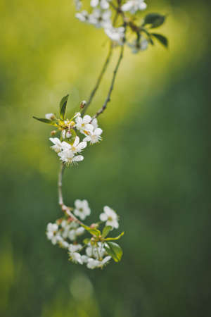 Large photo of white cherry flowers at the time of flowering.の写真素材