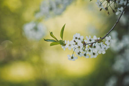 Large photo of white cherry flowers at the time of flowering.