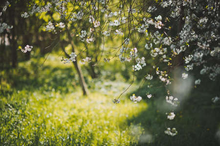 A Sunny clearing among the flowering cherry trees.の写真素材