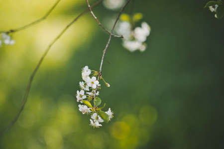 Cherry blossom with the background on a Sunny meadow.の写真素材