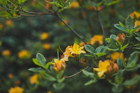 The flowers of rhododendron yellow during flowering.