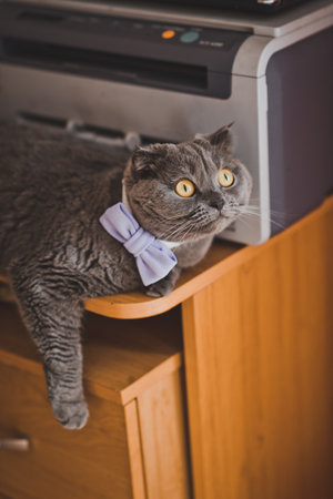 Persian cat close-up.の写真素材
