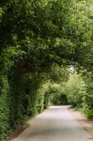 An road asphalt leading through a large living tunnel of trees.
