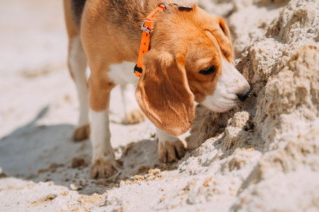 A happy dog walks in nature.の写真素材