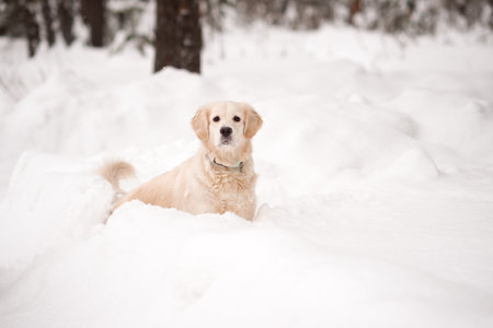 A breed of hunting dogs bred in the UK in the XIX century.の写真素材