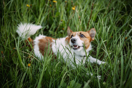 It features a pet dog of a specific breed in motion, surrounded by greenery.の写真素材