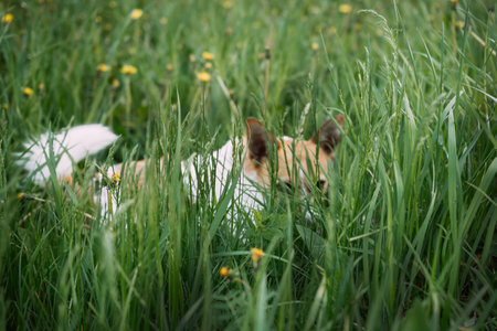 The animals are surrounded by green plants and flowers, suggesting a natural outdoor setting.の写真素材