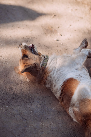 The dog has a visible snout and appears relaxed.の写真素材