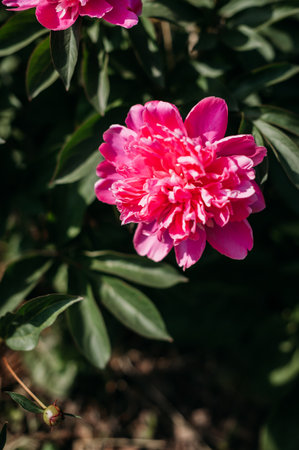 The flowers are in various shades of pink and red, creating a vibrant and beautiful display.の写真素材