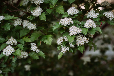 It features a tree with flowers, leaves, and branches in an outdoor setting.