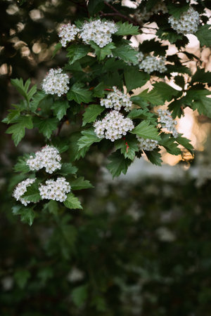 The setting appears to be in a garden or outdoor environment.