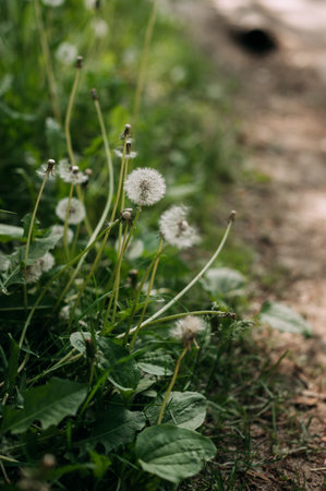 The flowers are surrounded by grass and other plants.の写真素材