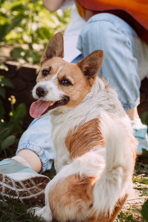A dog sitting in the grass.
