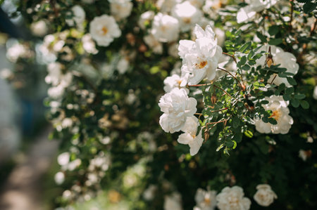It features a plant with blossoming evergreen roses and is set against an outdoor backdrop ofの写真素材