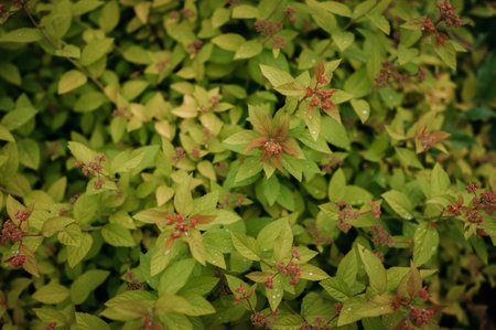 It features a tree, plant, leaf, and flower.