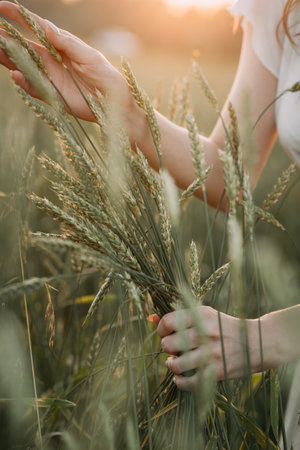 The plant could be wheat, hordeum, phragmites, or triticale. It captures a summery, natural scene.の写真素材