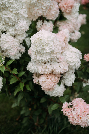 A group of pink flowers.