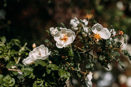 45. It captures the beauty of nature in full bloom during springtime.