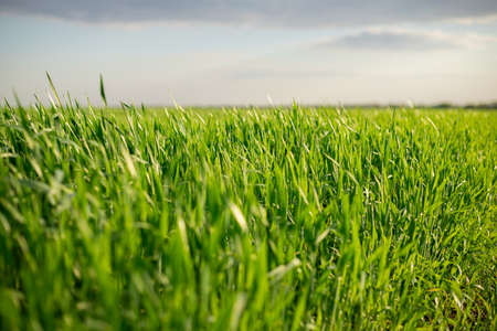 A field with green juicy grassの写真素材