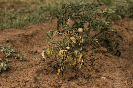Rotten tomatoes on a branch. crop failure. Disease of agricultural crops.の写真素材
